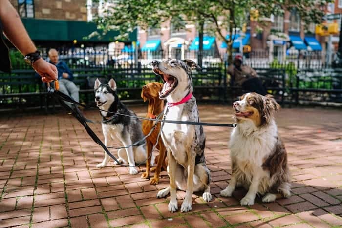 4 cães sentados em frente ao seu passeador