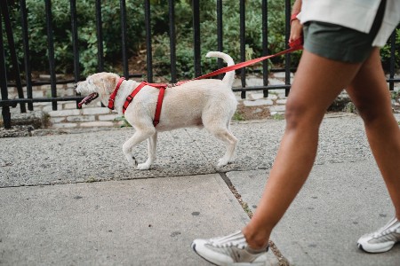 Imagem de uma pessoa passeando com um cachorro na rua