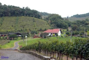 área rural em Bento Gonçalves, com muitas parreiras, uma estrada de pedras e e casas ao fundo