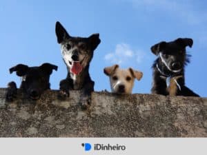 cachorros olhando sobre um muro, representando plano de saúde pet